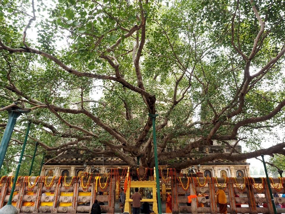 Bodhgaya Bodhi Tree